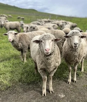 Cuyama Lamb