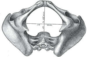 How To Understand Birth Mechanism