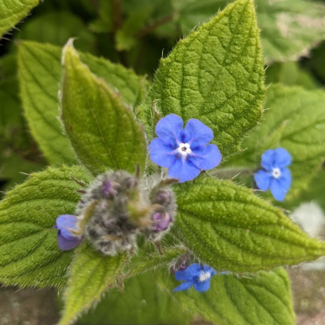 Observer Seat - Personal Statement Clinic for Aspiring Midwives