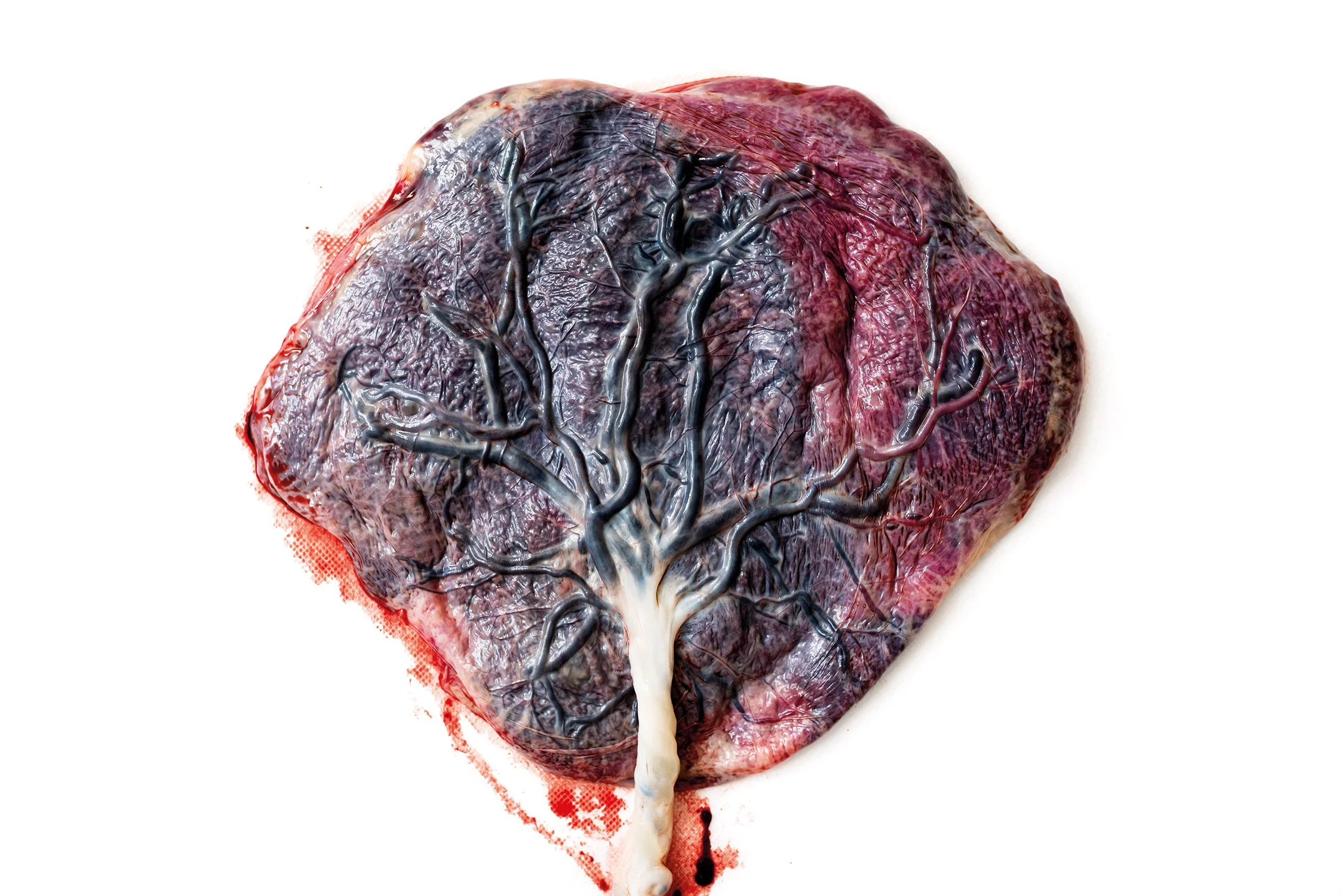 Puérpera — Informal Book Signing with Deborah Elenter