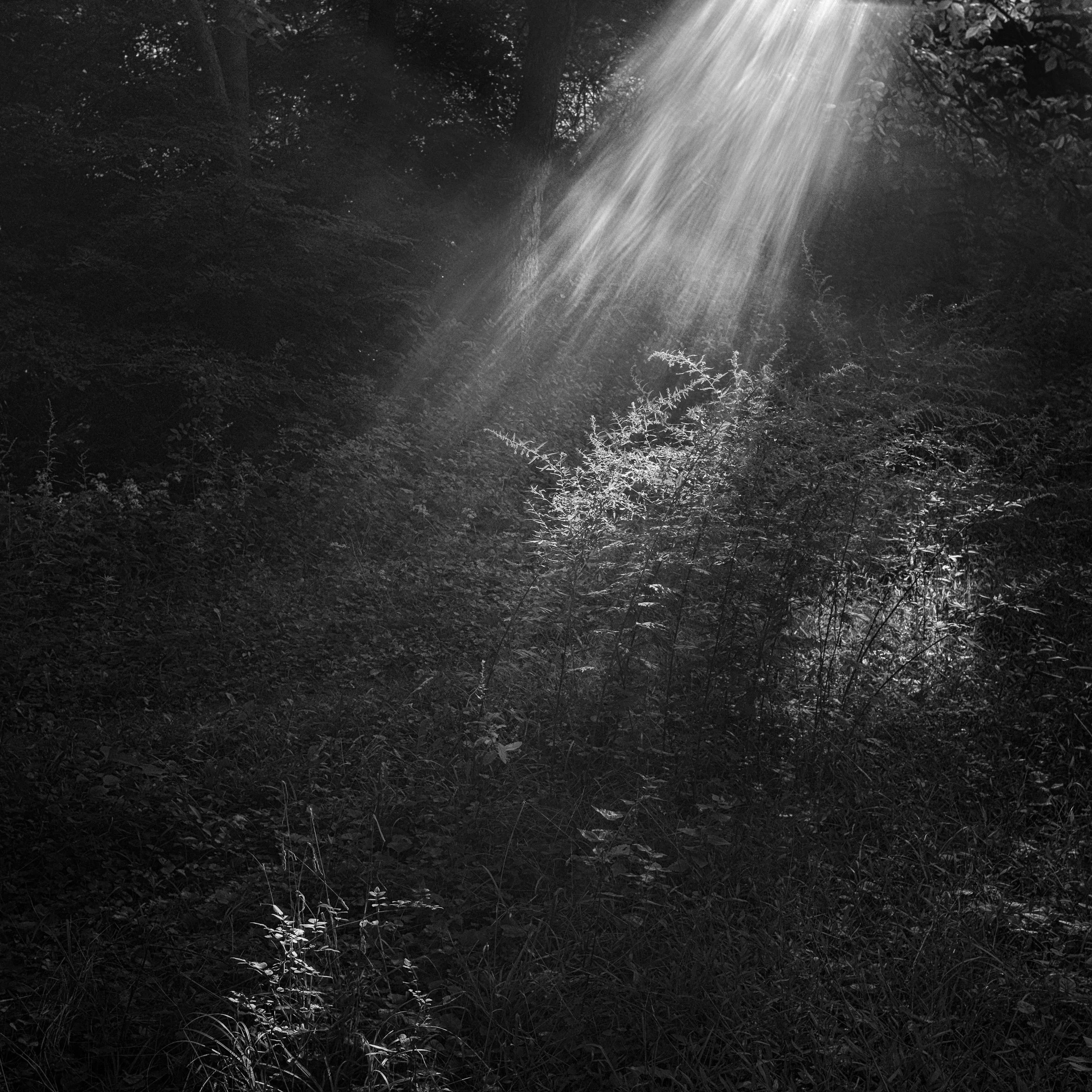 Week 38 - Morning Rays