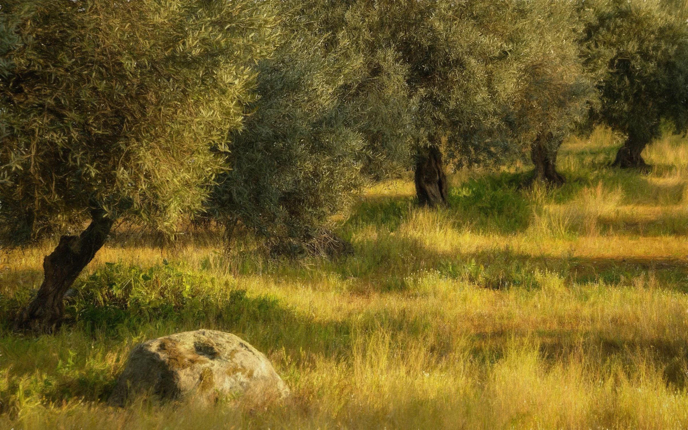The Art of Olive Groves