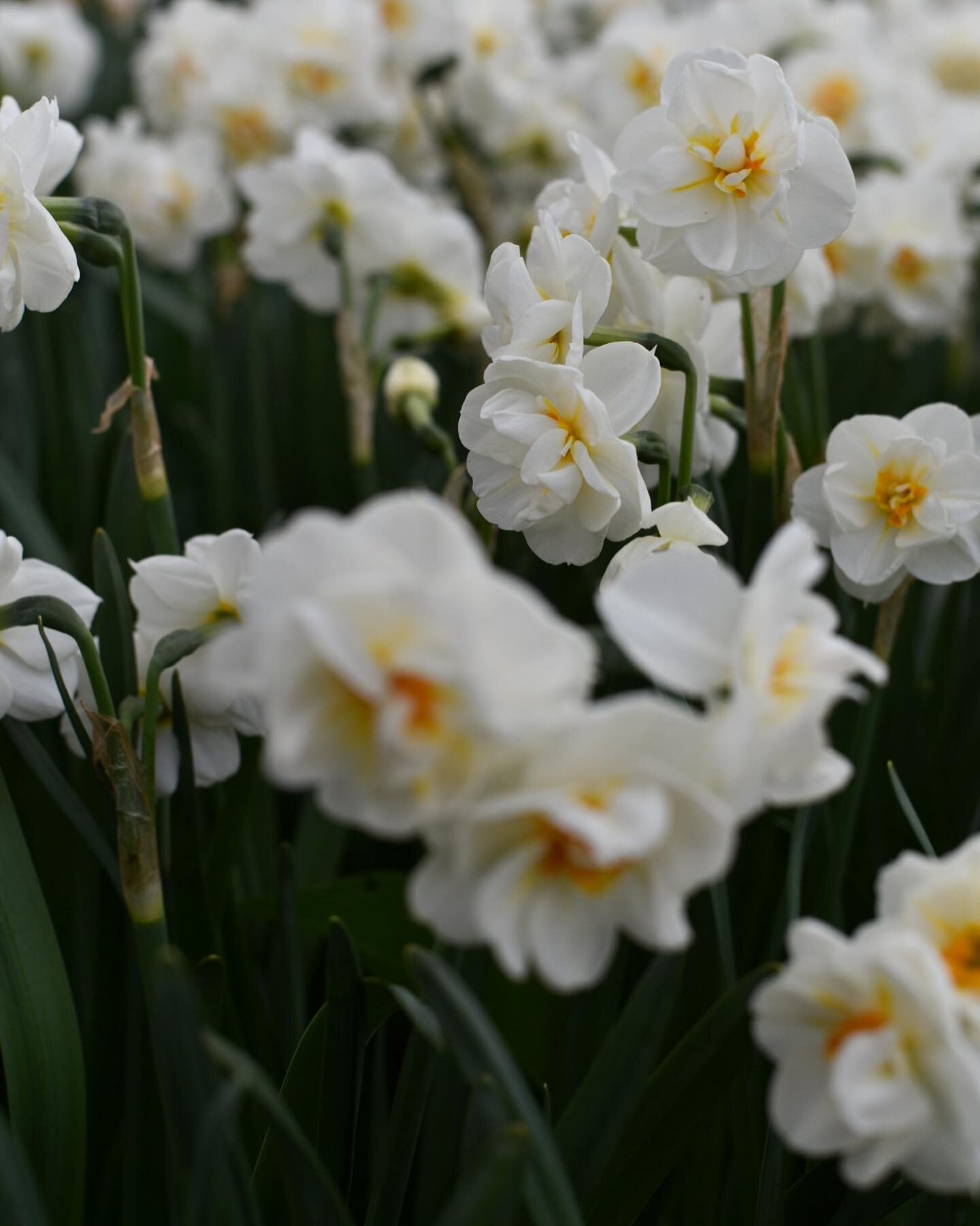 The first big crop of the year will be my fancy daffodils. They smell good and they&rsquo;re properly special and I love them. I have a beaaautiful wedding coming up at the end of March which I have some new varieties in the ground for. I&rsquo;m so 