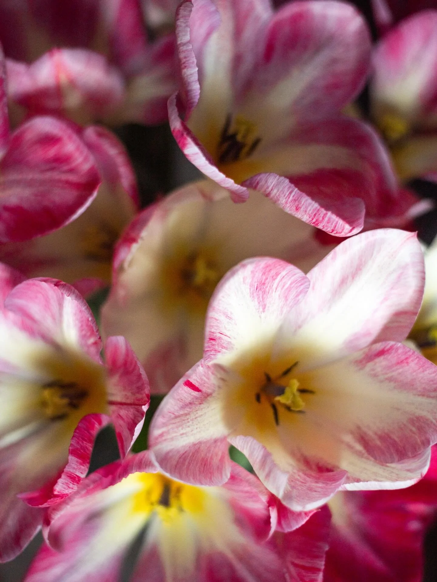 Local bouquets are back! Here&rsquo;s a celebration mix of posies, bunches and bouquets over the seasons interspersed with my legs (😂) next to some bucketsful! 

If you&rsquo;re near Farsley I&rsquo;ll be delivering Tuesdays and Fridays 😊
