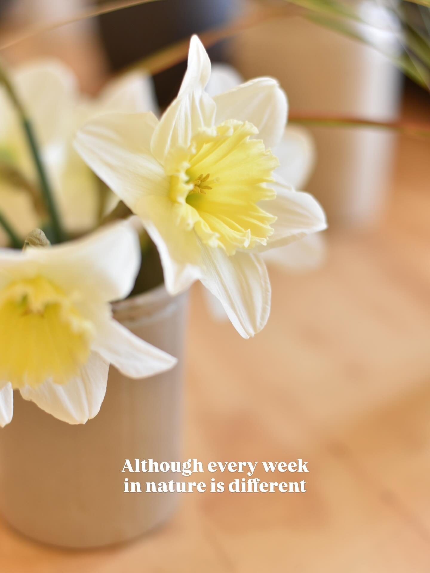 Just a reminder that the tulips are here if you&rsquo;re hopping on a Nurture (parent and baby) workshop @stocked.horsforth with me this week 🥰