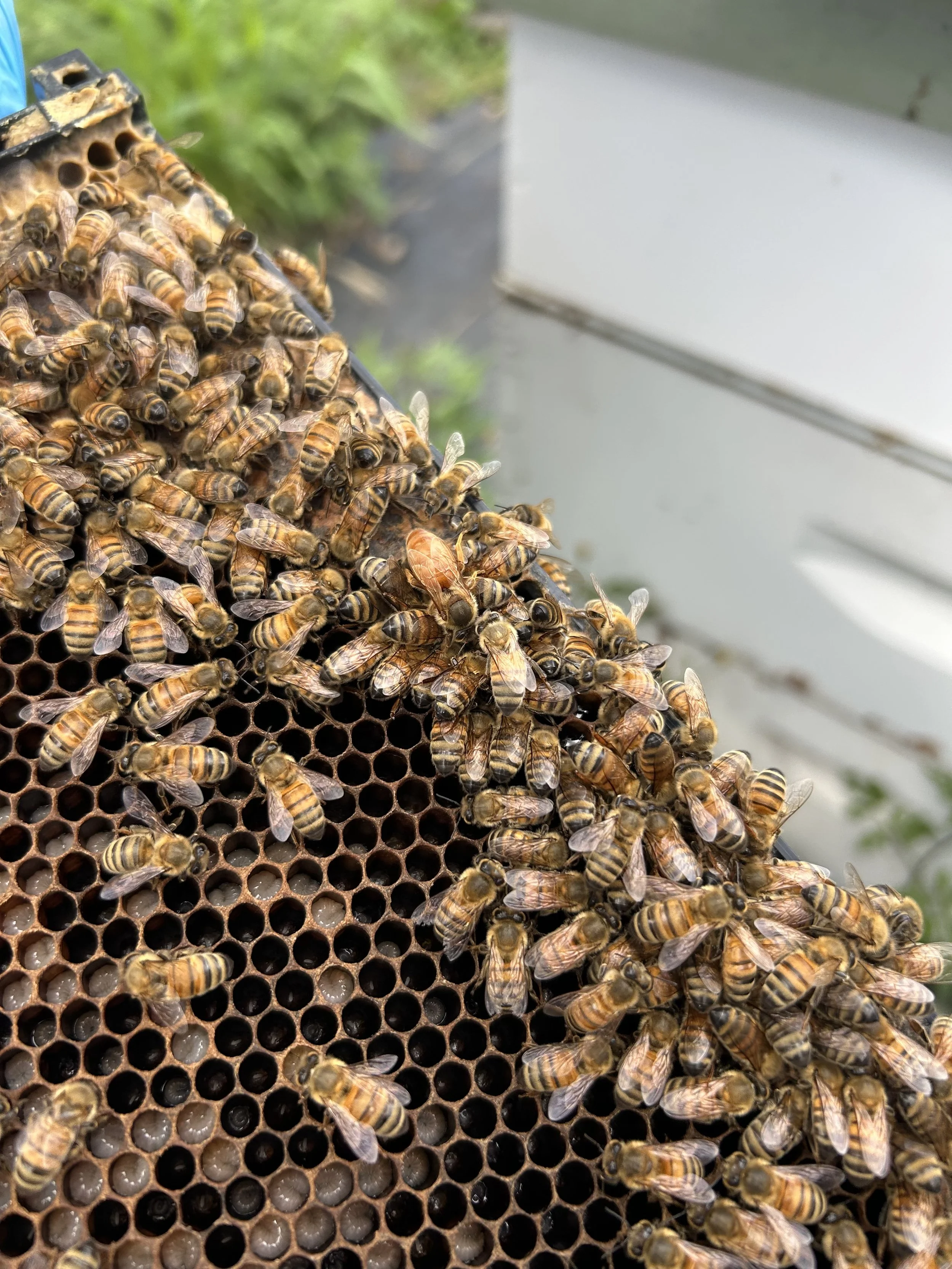 Finding the queen bee