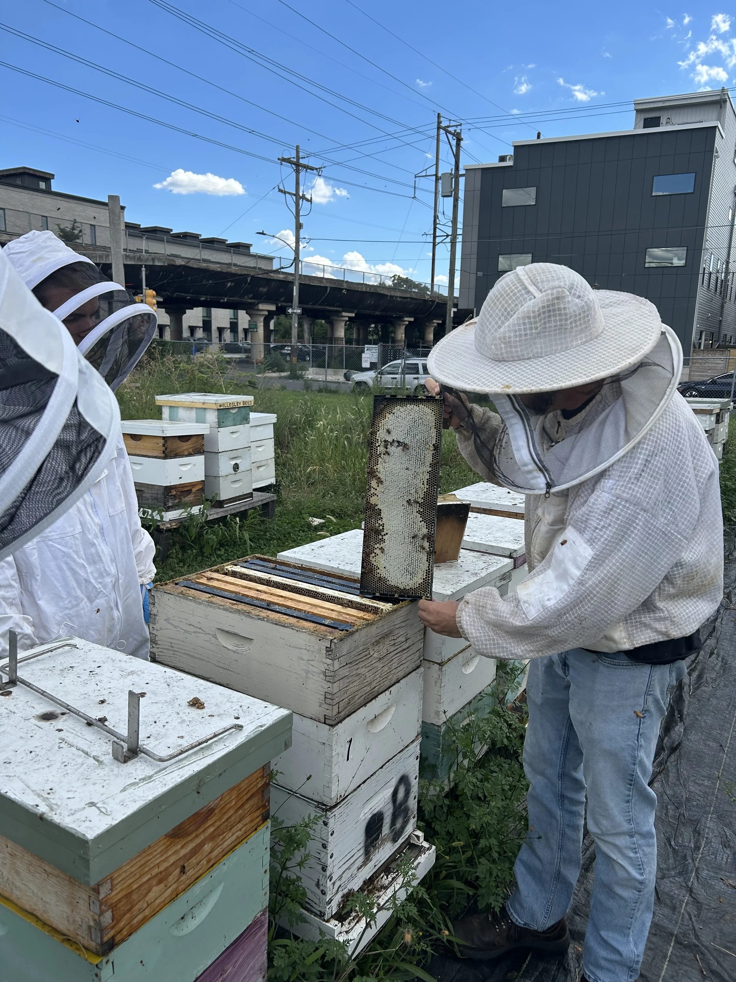 capped honey