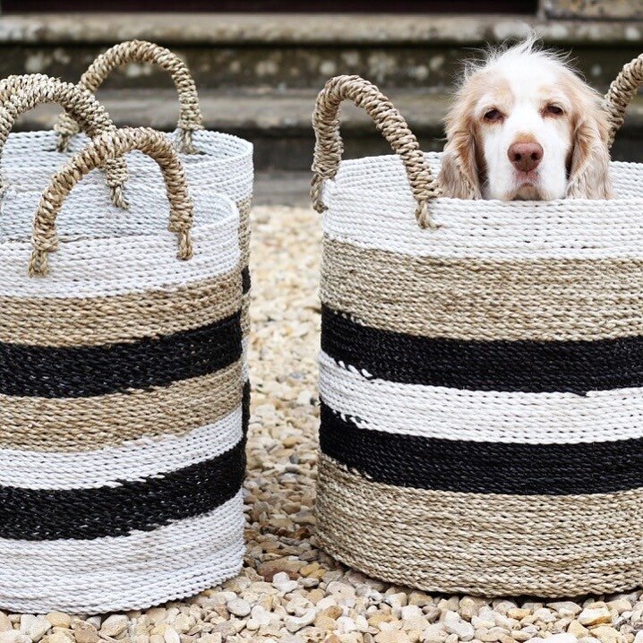 Mushroom-dog-in-basket.jpg