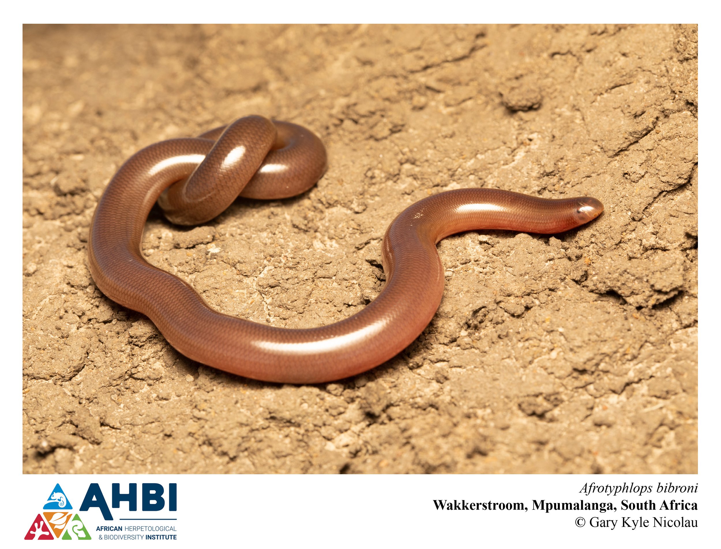 Afrotyphlops bibroni AHBI.jpg