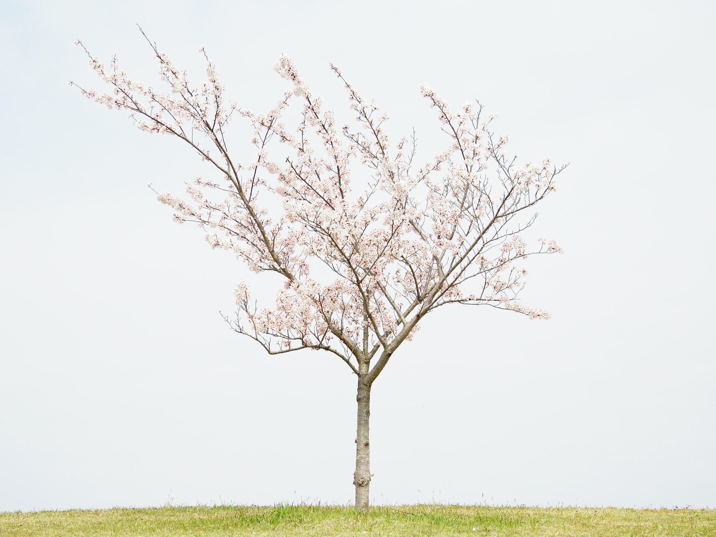 She Drops Petals