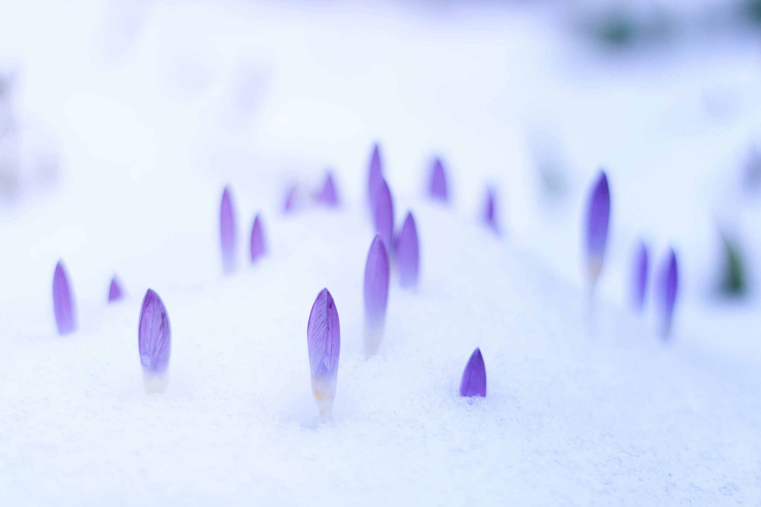The Idea of Spring