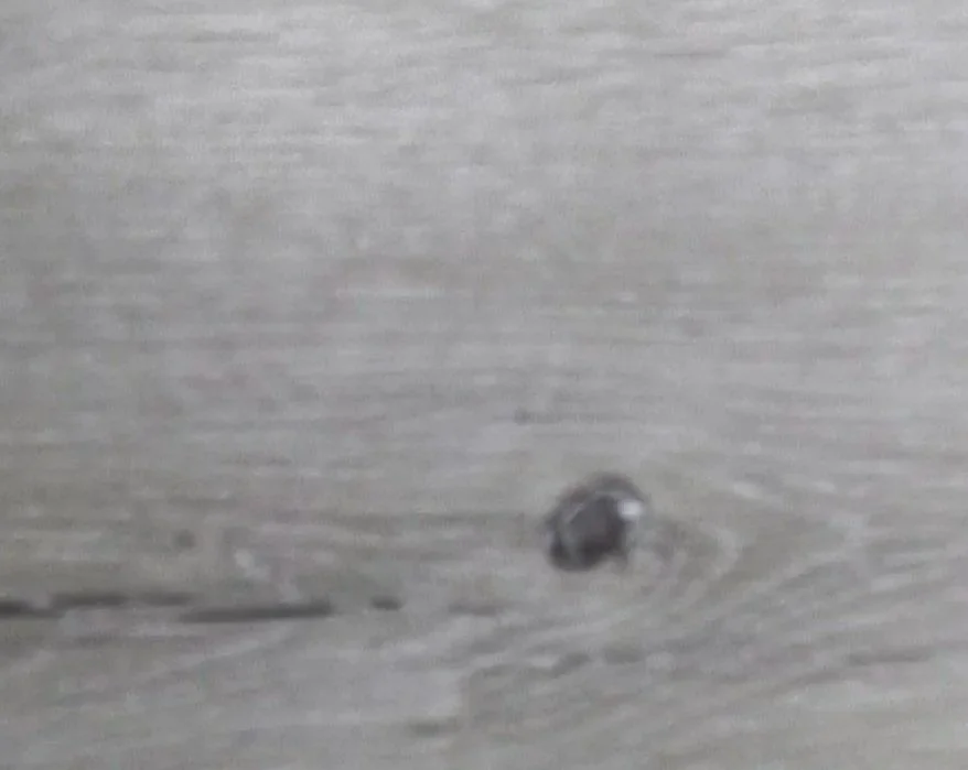 Grey Oak Vinyl Flooring