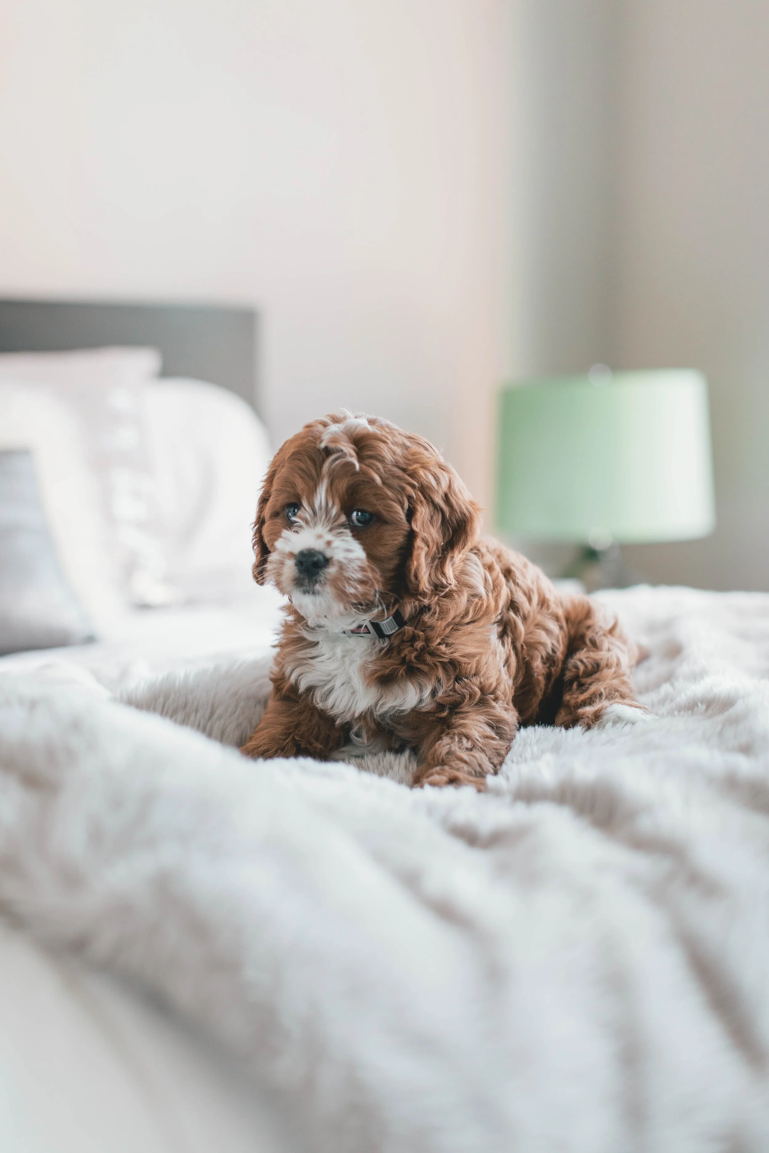 SoulPet Animal Hospital