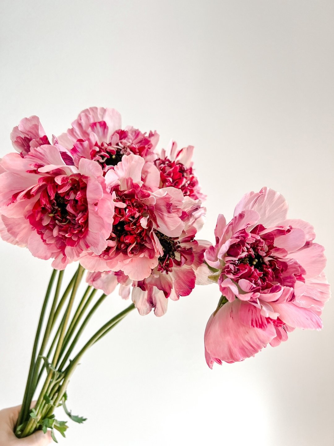 A little Valentine’s Day magic with these stunning Charlotte ranunculus! ✨❤️ Yes, they’re a splurge, but how can you resist such beauty? ! The Japanese surely know how to master flower breeding!
