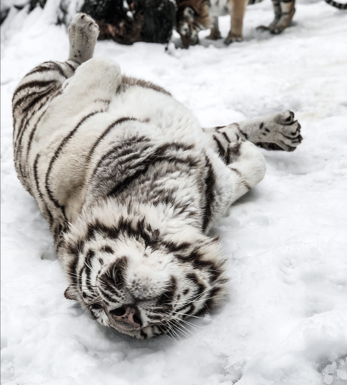 Animals — DEW Haven | Maine Zoo & Rescue