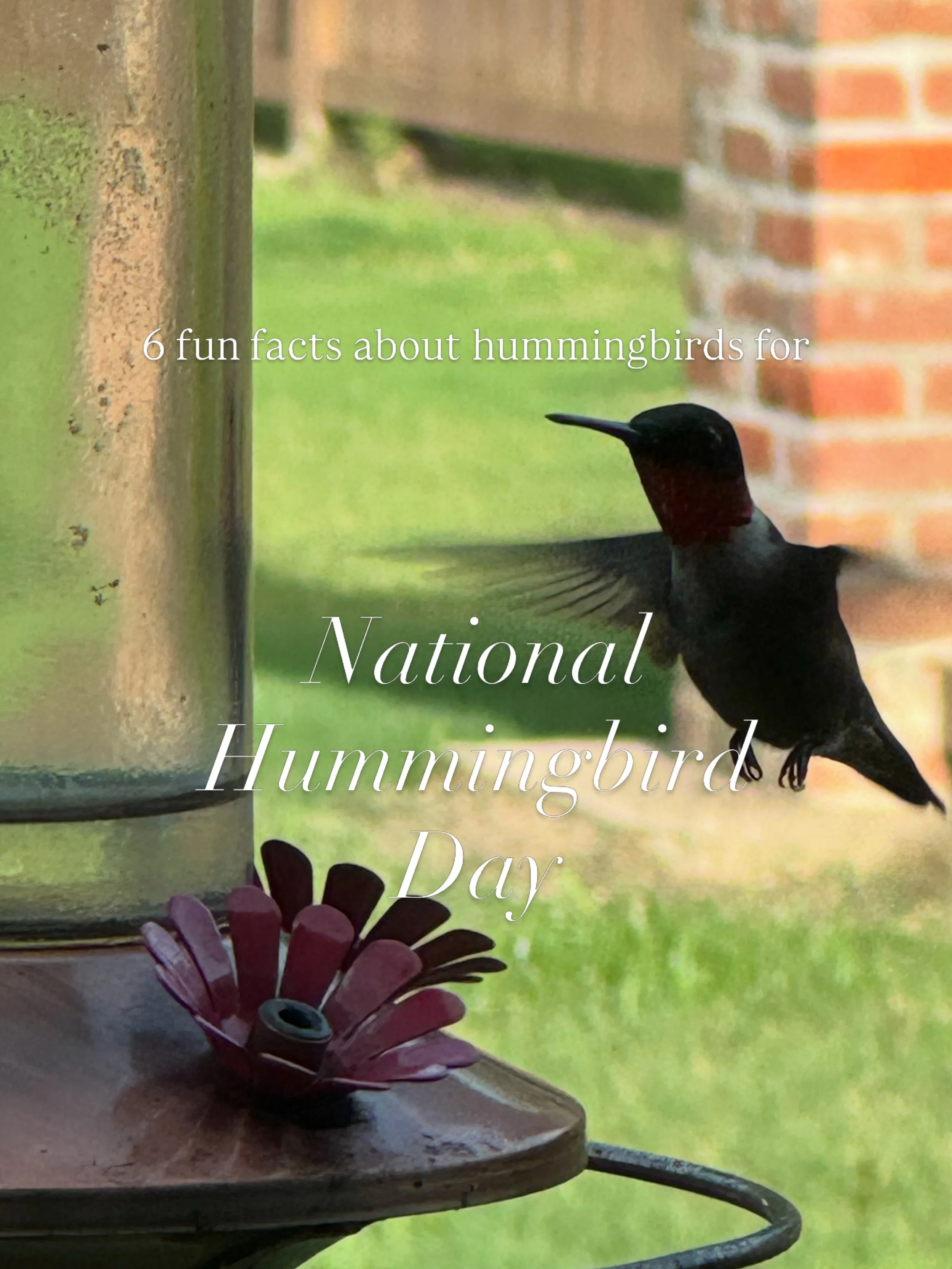 In honor of National Hummingbird Day here&rsquo;s a few fun facts about my favorite bird! 🤍

These tiny little birds have always fascinated me. Their speed, their energy, and the way they seem to appear and disappear in an instant.

They&rsquo;ve be