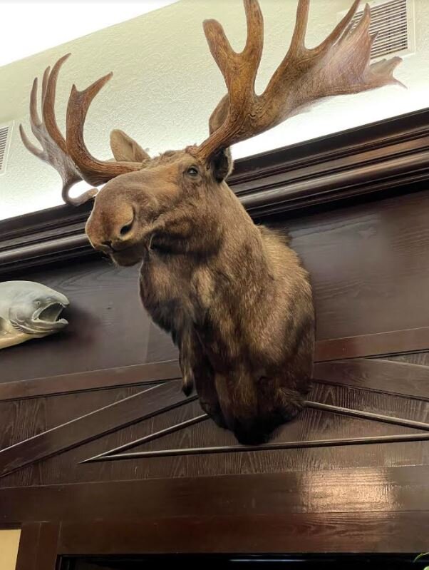 Moose head.JPG