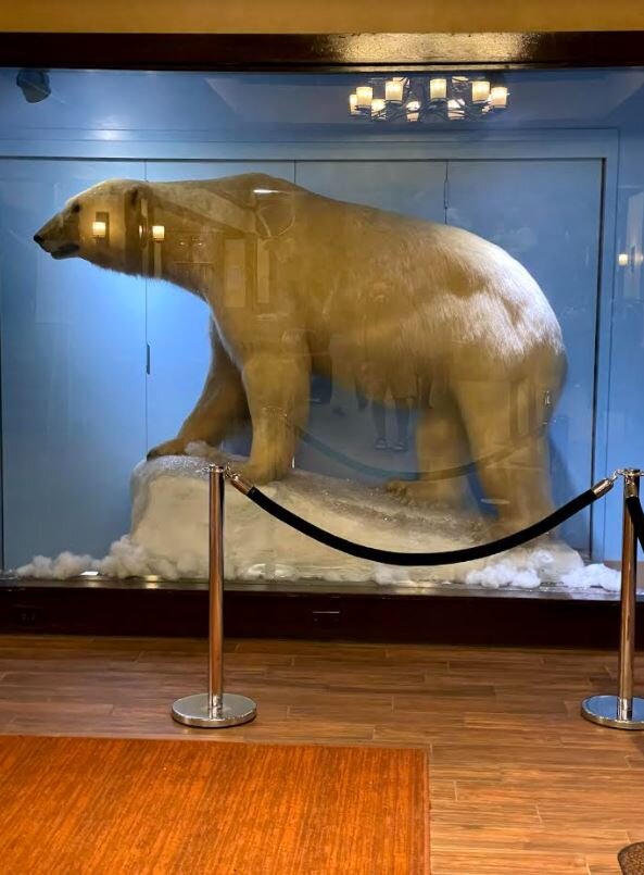 Polar bear.JPG
