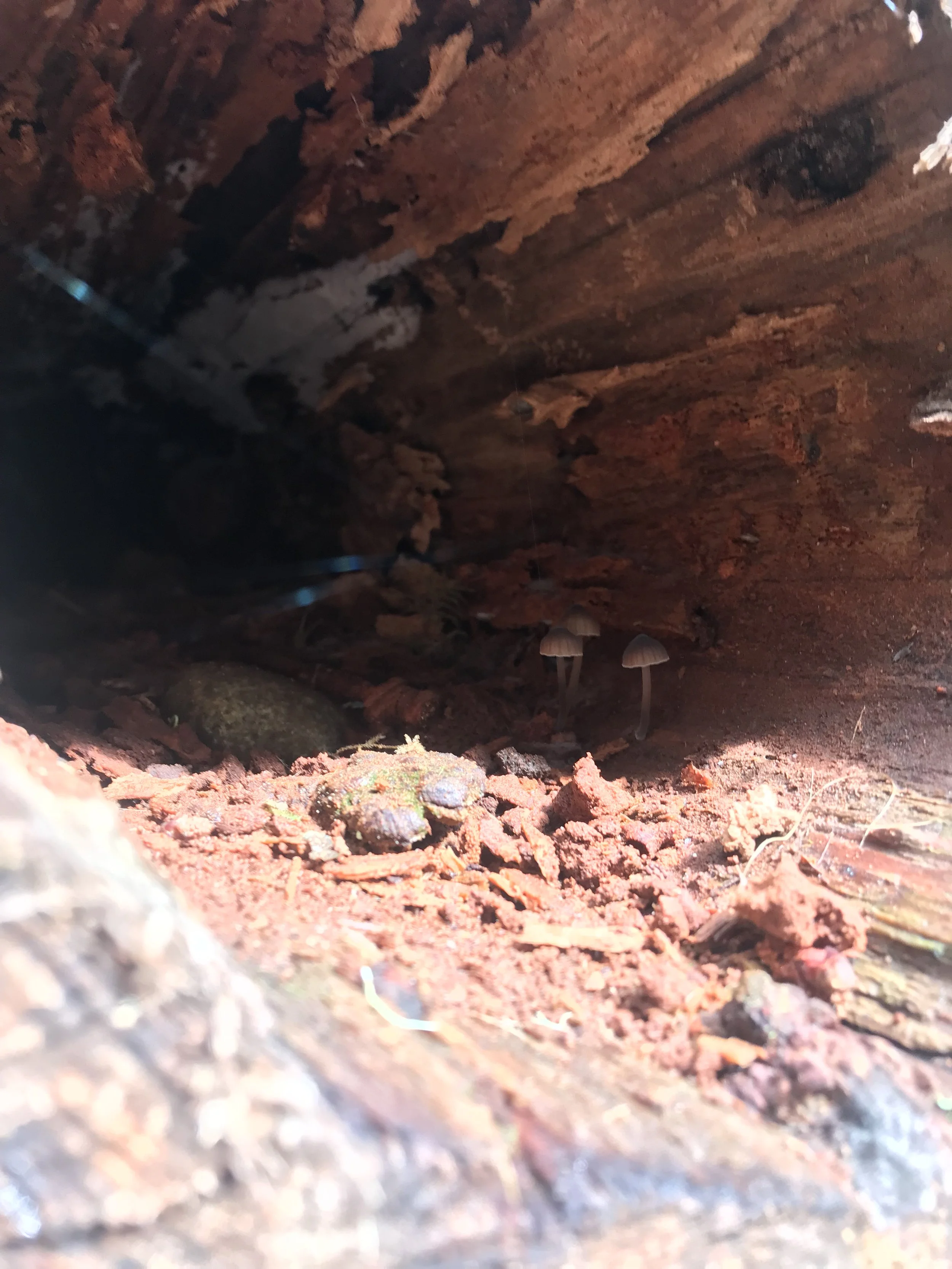 May 9: Sophie Strand on Oral Storytelling