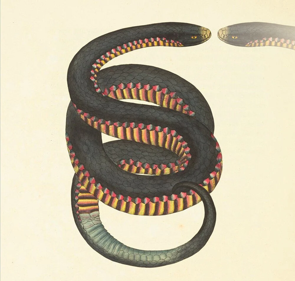 June 20: Ideal Suggestions: Essays in Divinatory Poetics