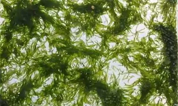 July 18: We Must Risk New Shapes