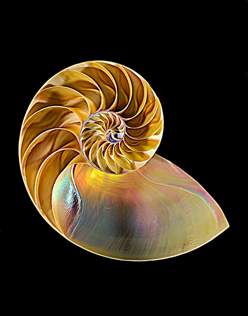 SamuelDavis-Fibonacci.jpeg