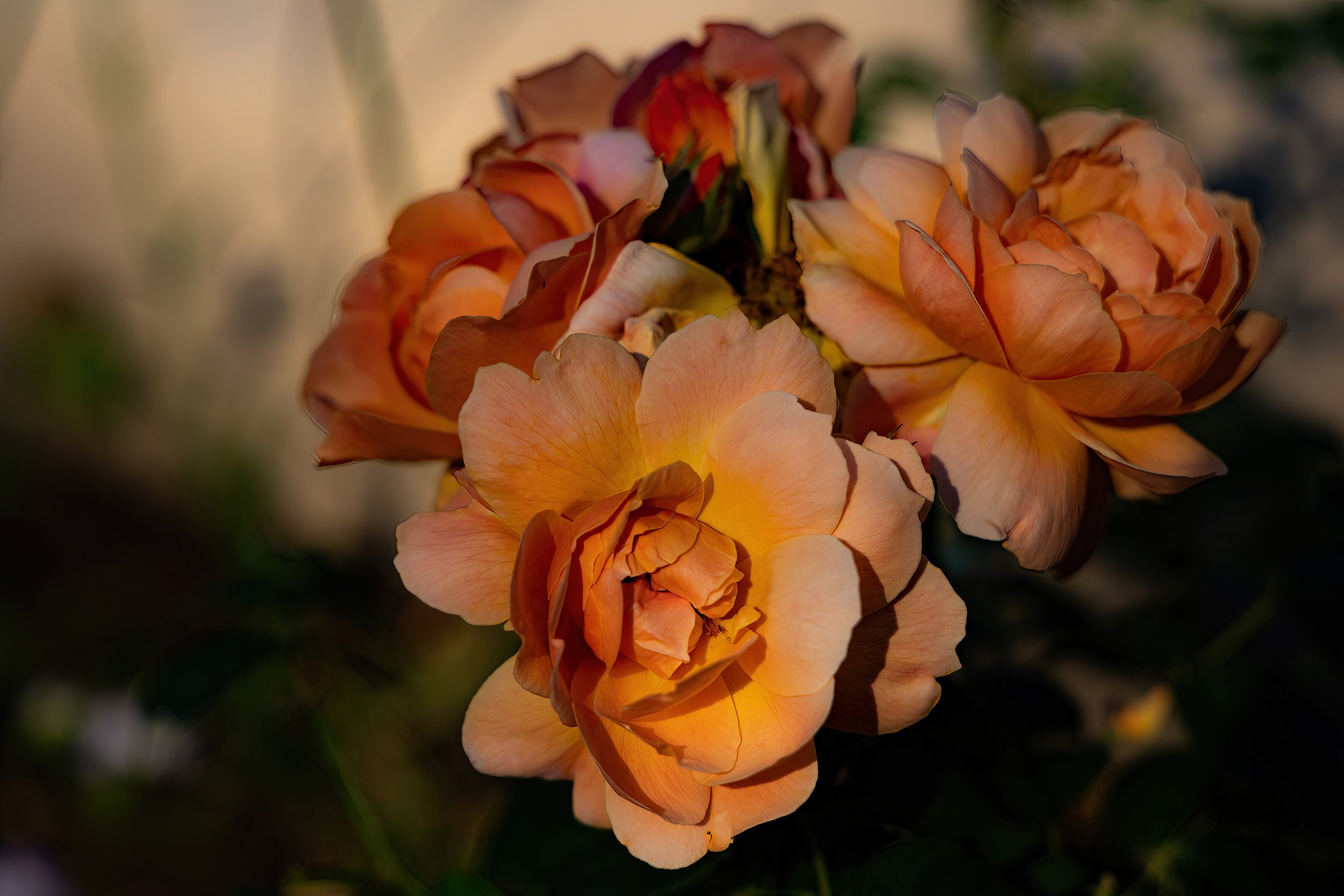 BarbaraBrissenden_Roses A Glow (2).jpg