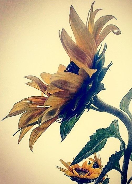 KellyKPage_Sunflower Season.jpg