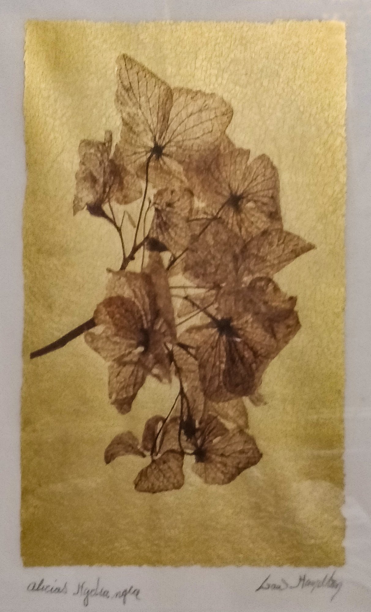 LawHamilton-AliciasHydrangea-Photograph on Vellum Gold Leaf-600dollars.jpg