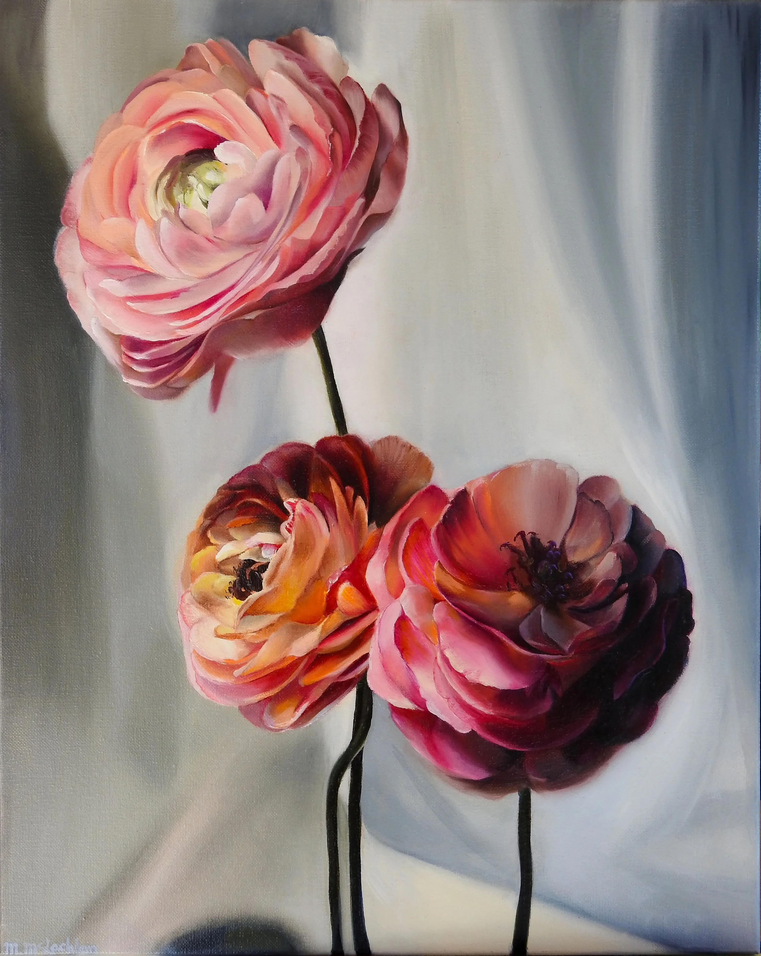 Megan McLachlan_Ranunculus_Flowers for the Hills Gallery.jpg