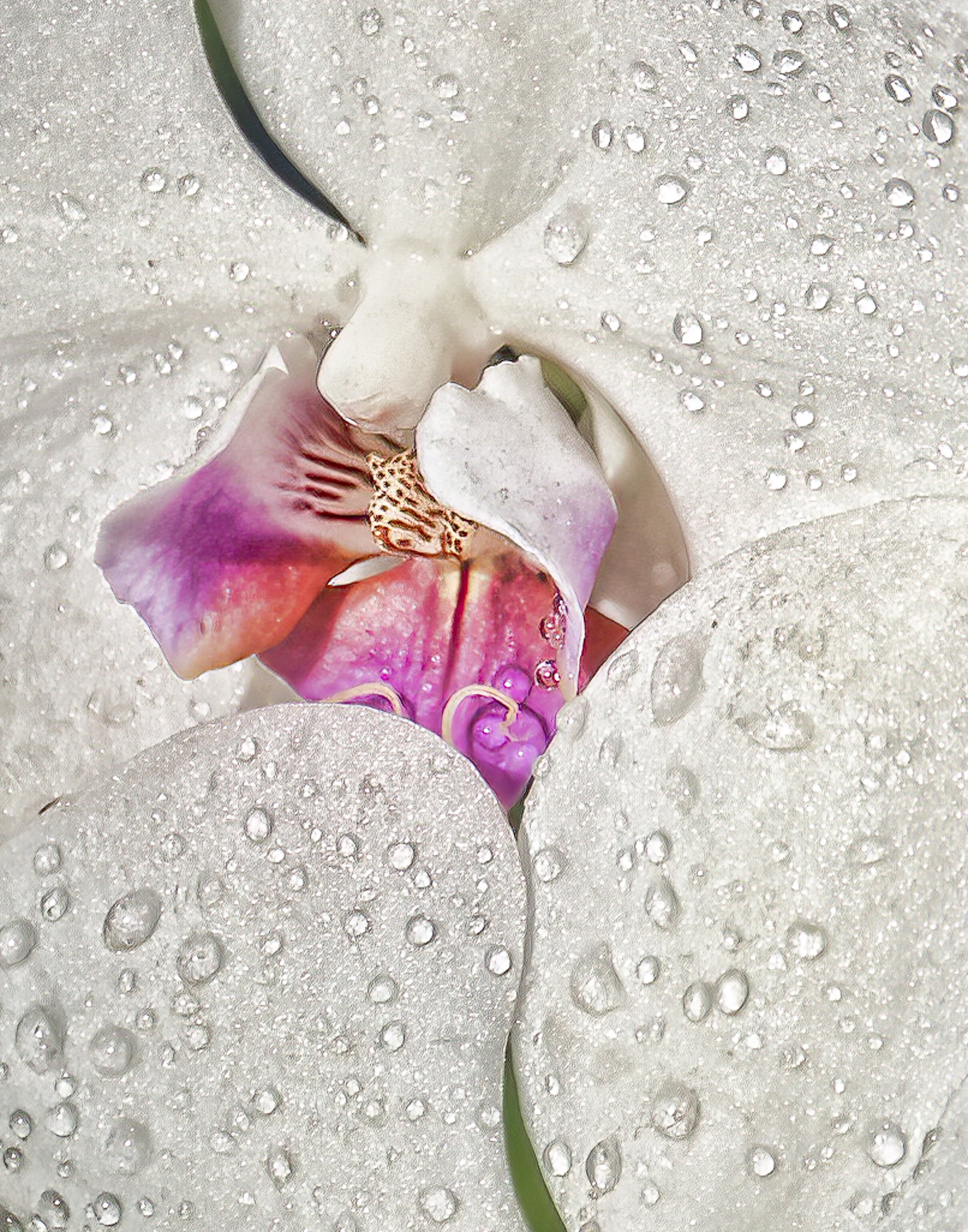 Sam Davis White Orchid.jpg