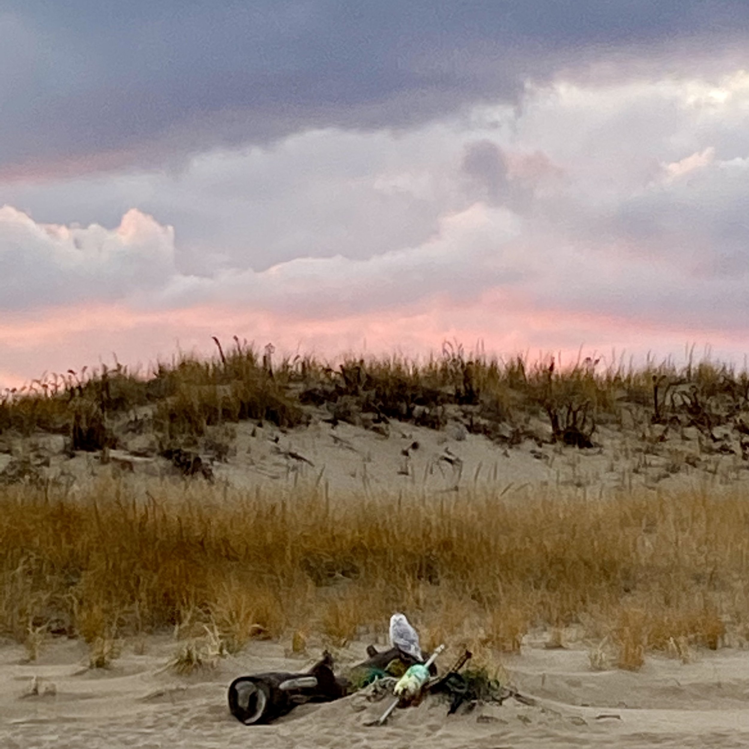 Karen Futral - Snowy Owl by Sunset Dune.jpeg