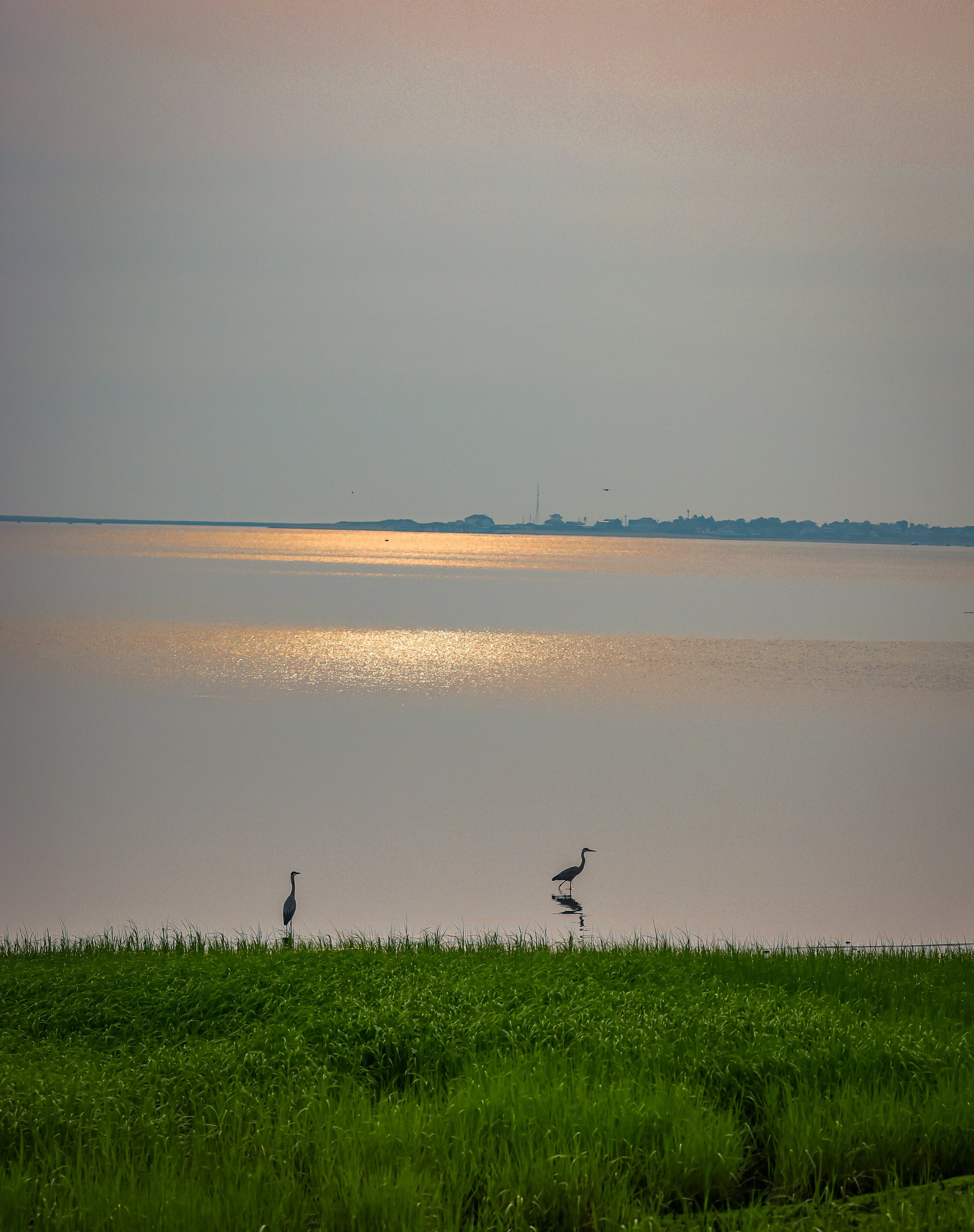 Bob Pecchia - Egrets in the Light of Morning.jpg
