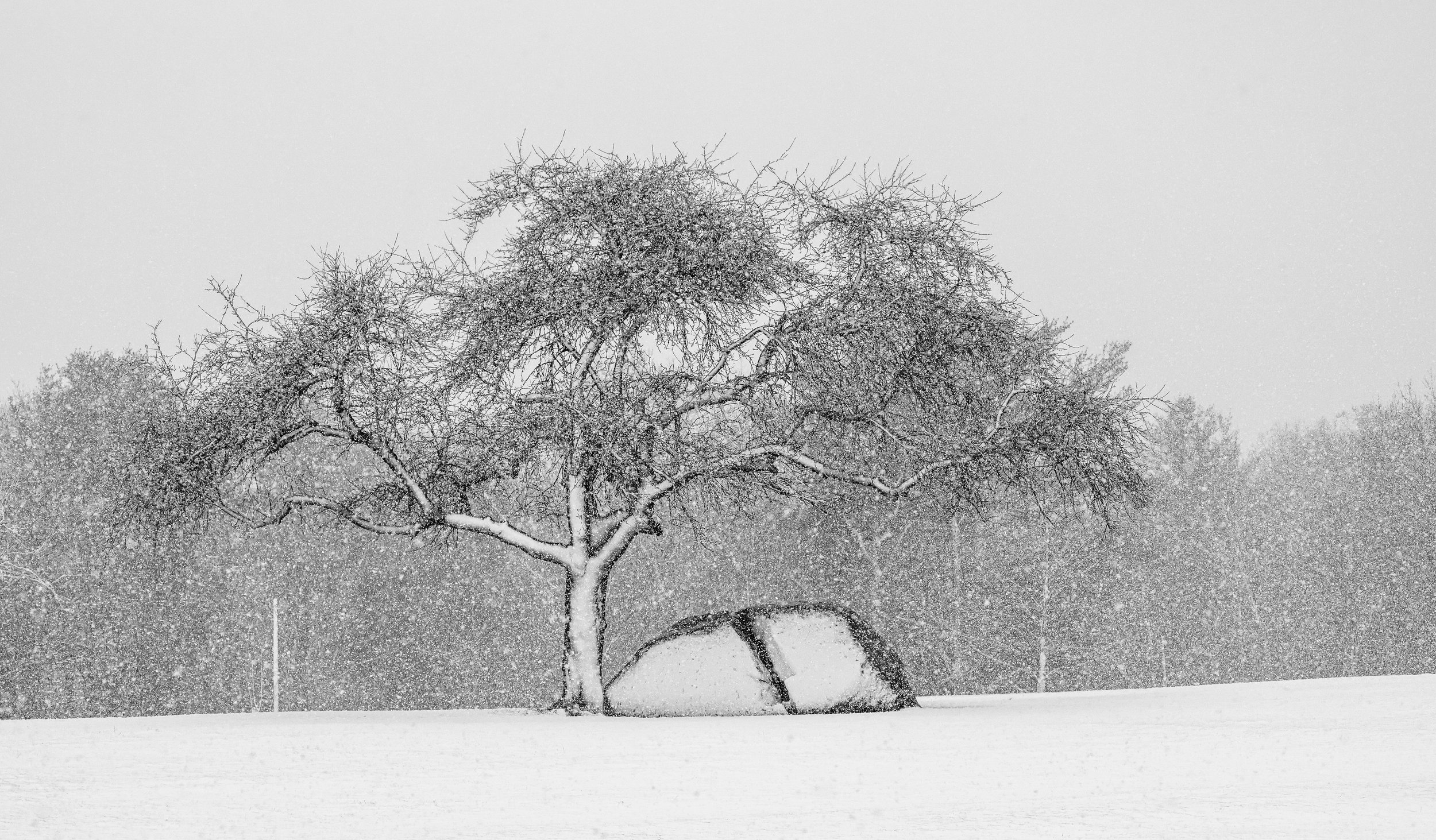 Bob Pecchia - Snowy Tree.jpg