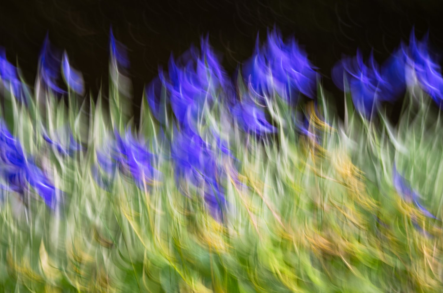 Renee Giffroy - Dance of the Irises.jpg