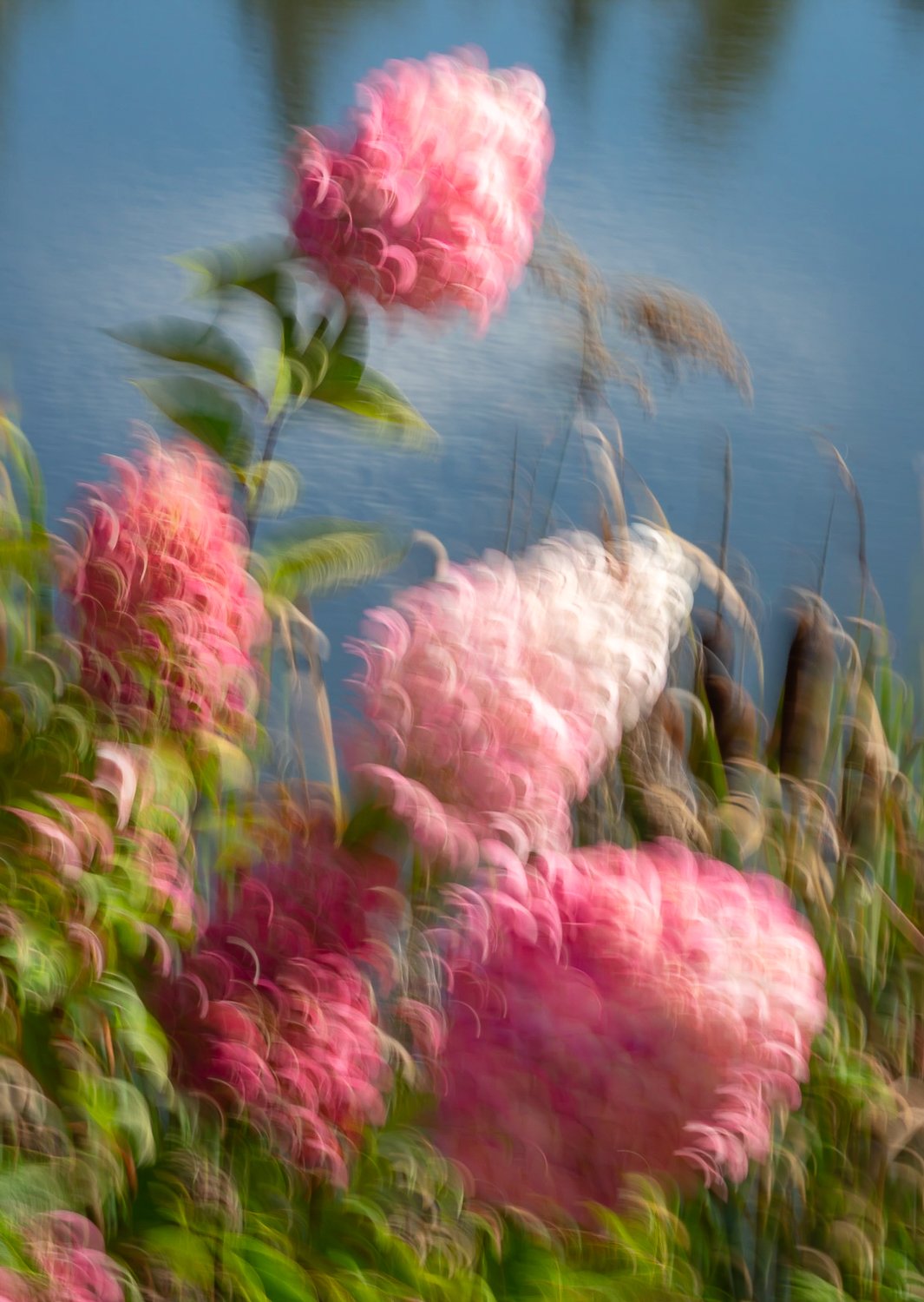 Renee Giffroy - Pink Hydrangeas.jpg