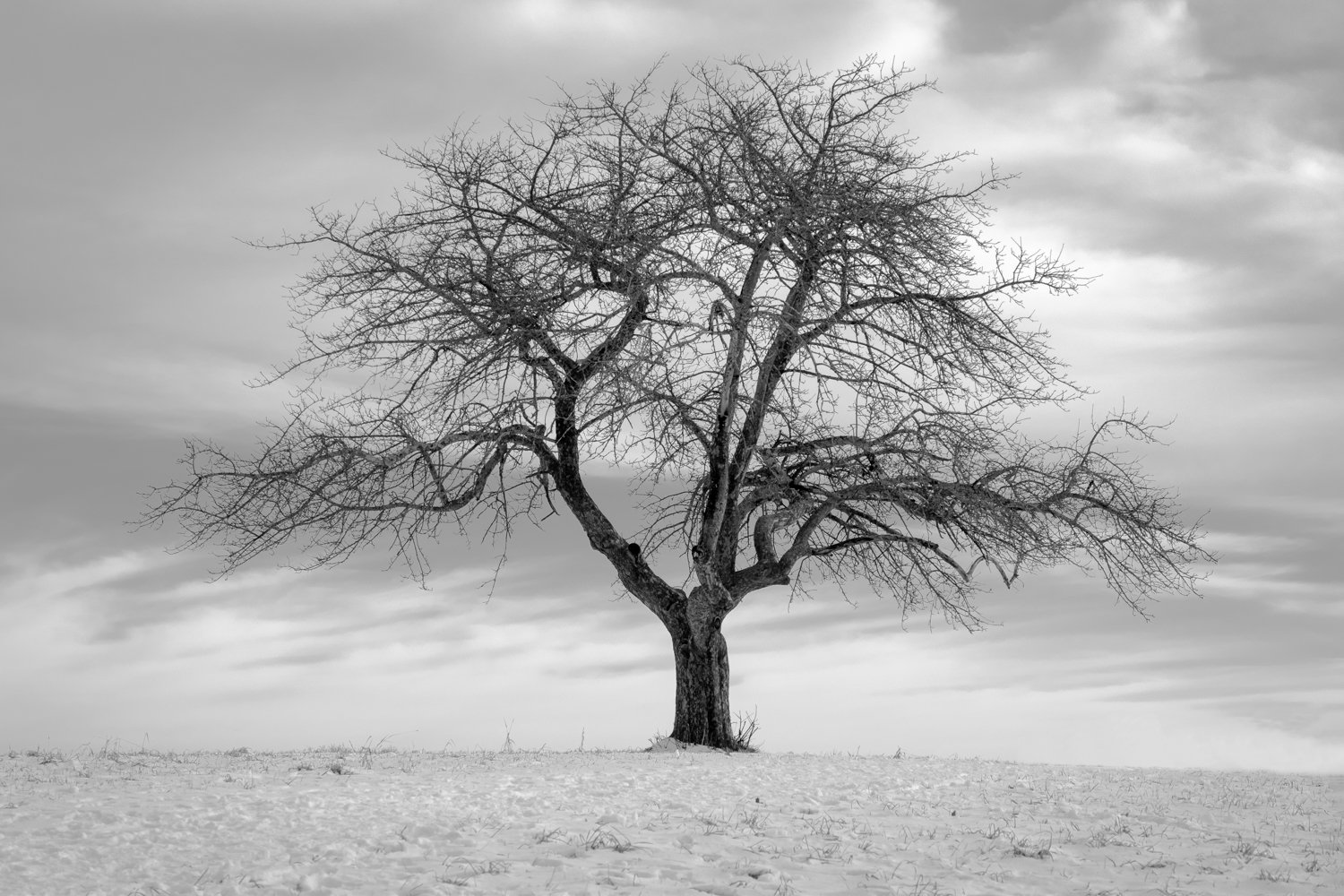 Robert Sahakian - Tree In Winter.jpg