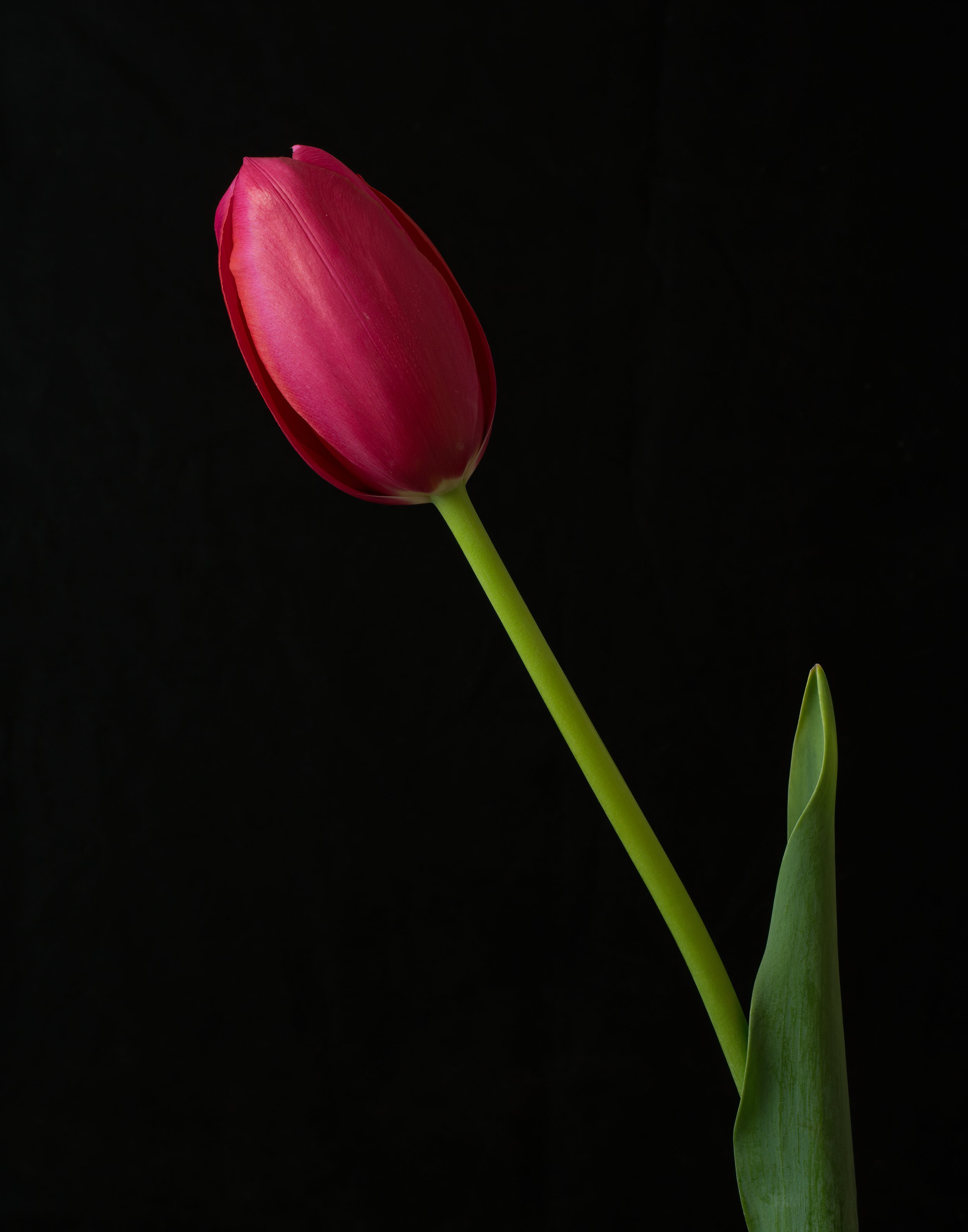 Sam Davis - One Red Tulip.jpg
