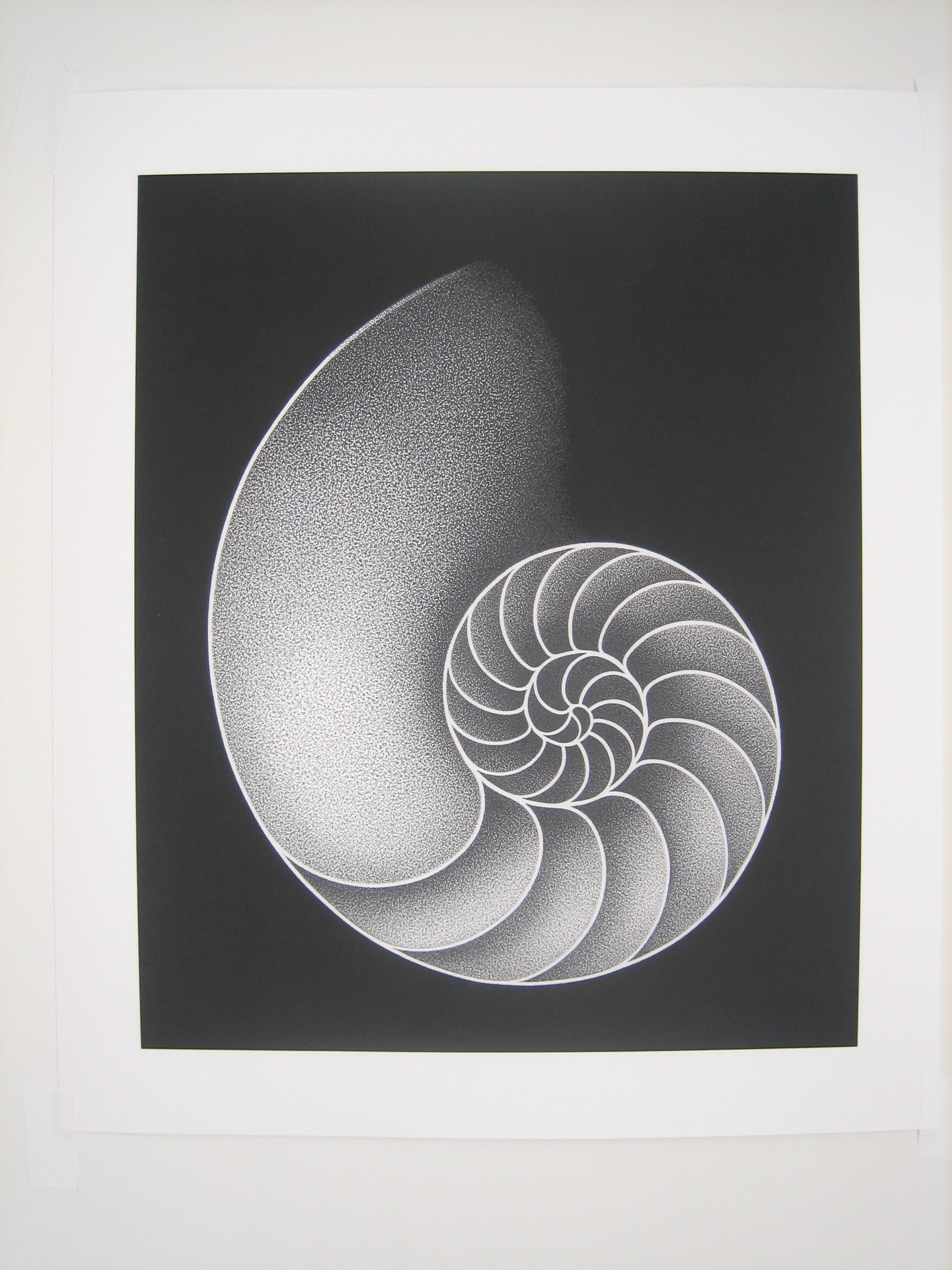 Ron Emmerling - Nautilus Shell.jpg