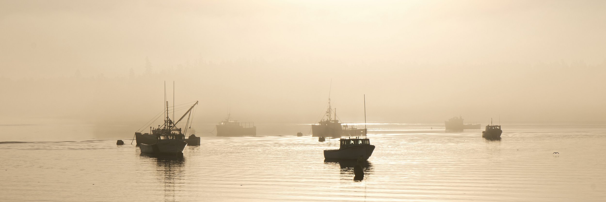William Balsam - Morning Fog Greets the Fleet, Lubec, ME.jpg