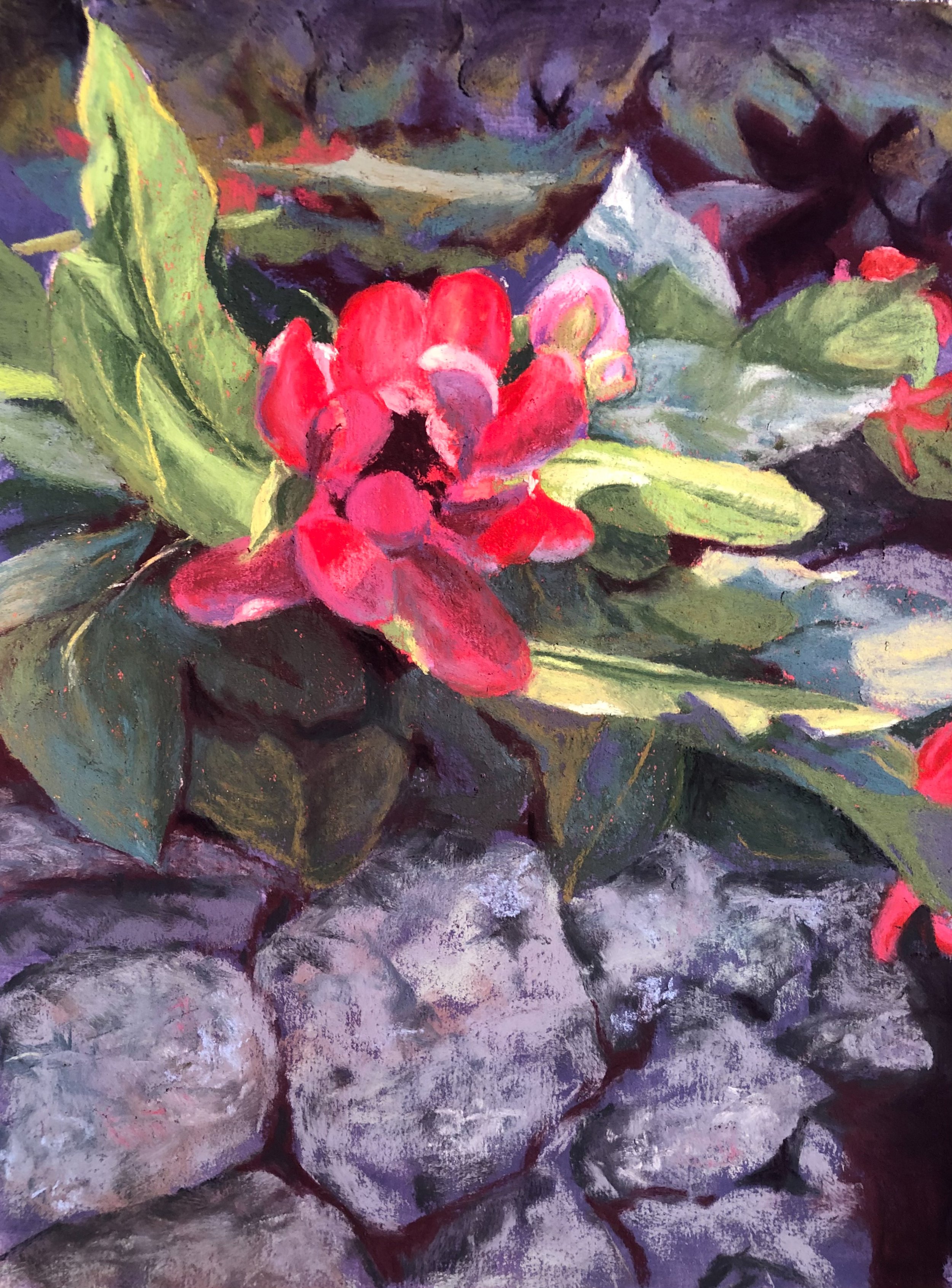 Diane Fawley - Blossom on the Rocks.jpg