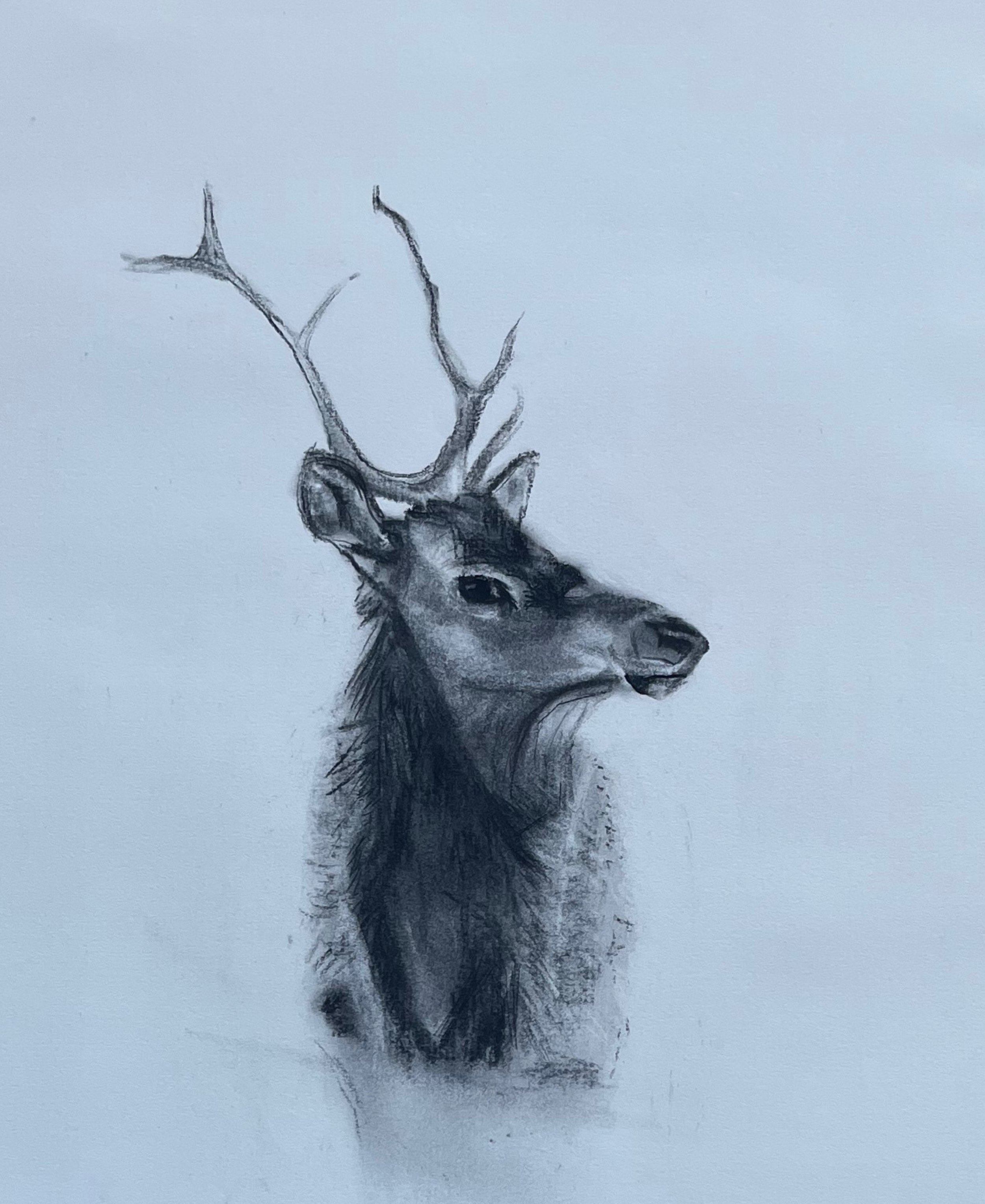 Emer McCourt - Winter Deer.jpg