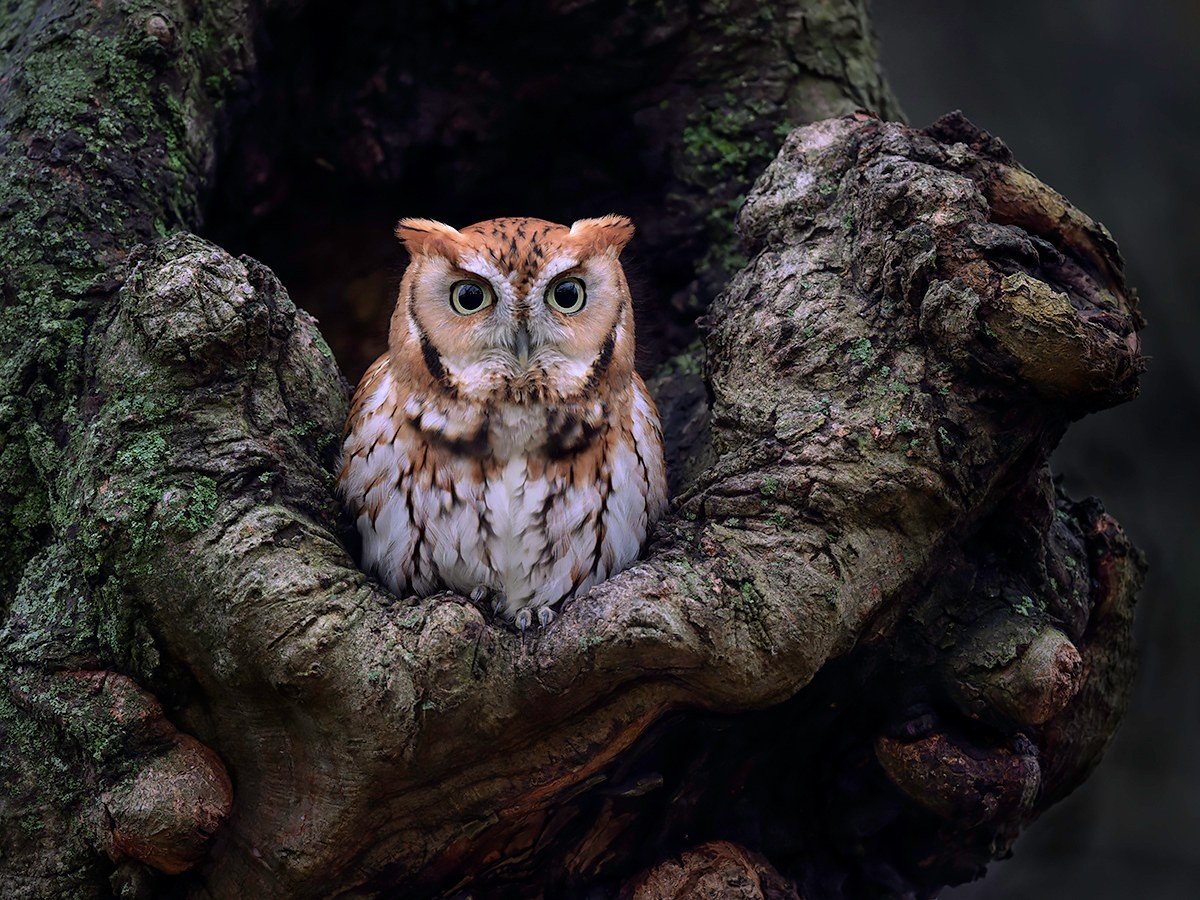 Harold Wilson - Tree Hands Holding Screech Owl.jpg