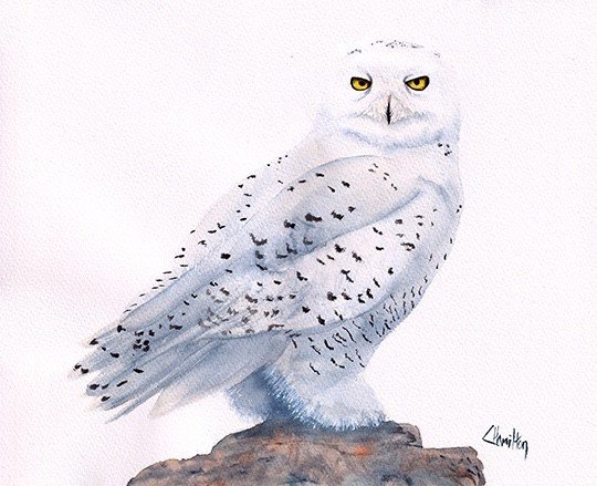Lucinda Hamilton - Snowy Owl.jpg