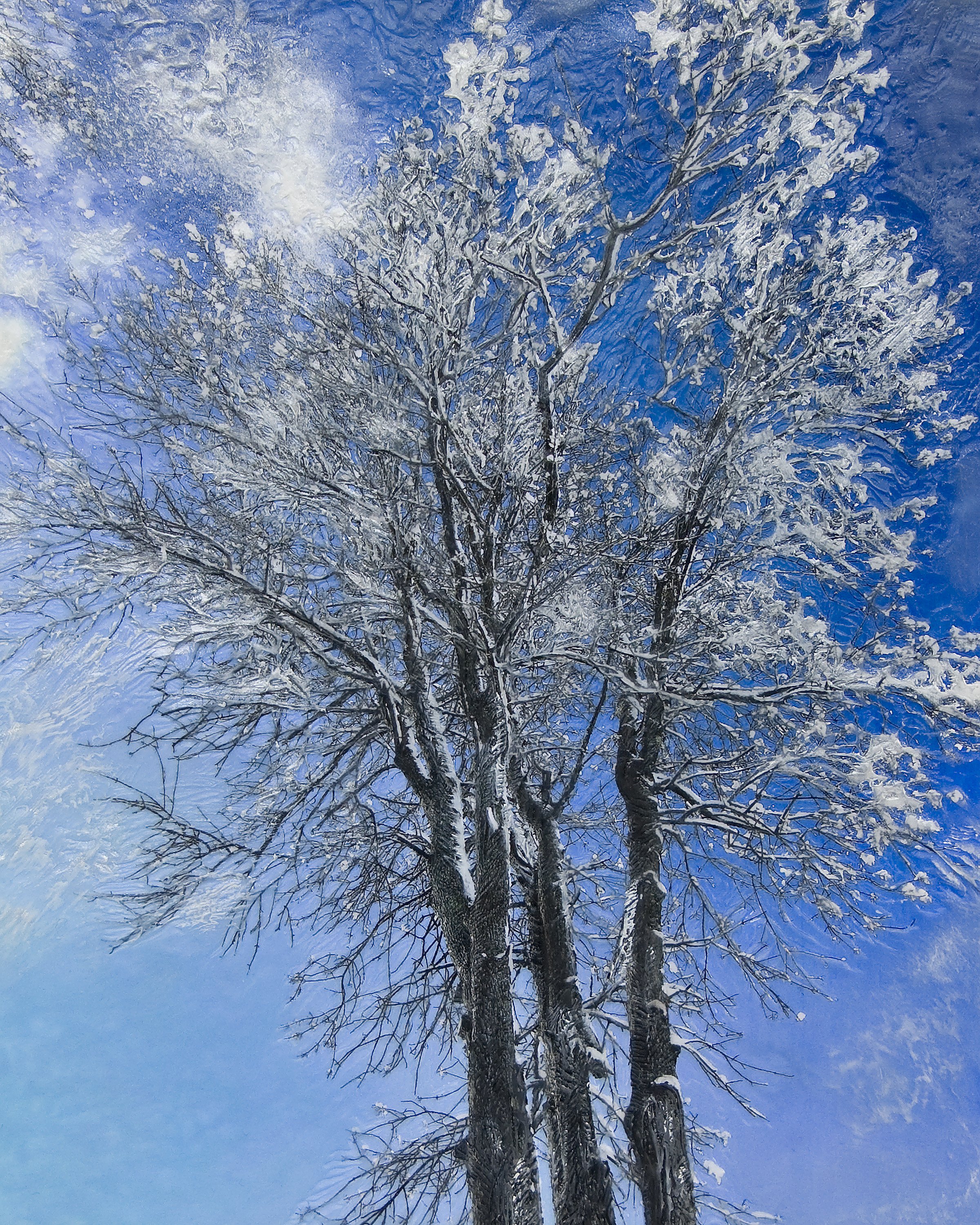 Deb Desmond Meserve - A Burst of Sun and Snow.jpg