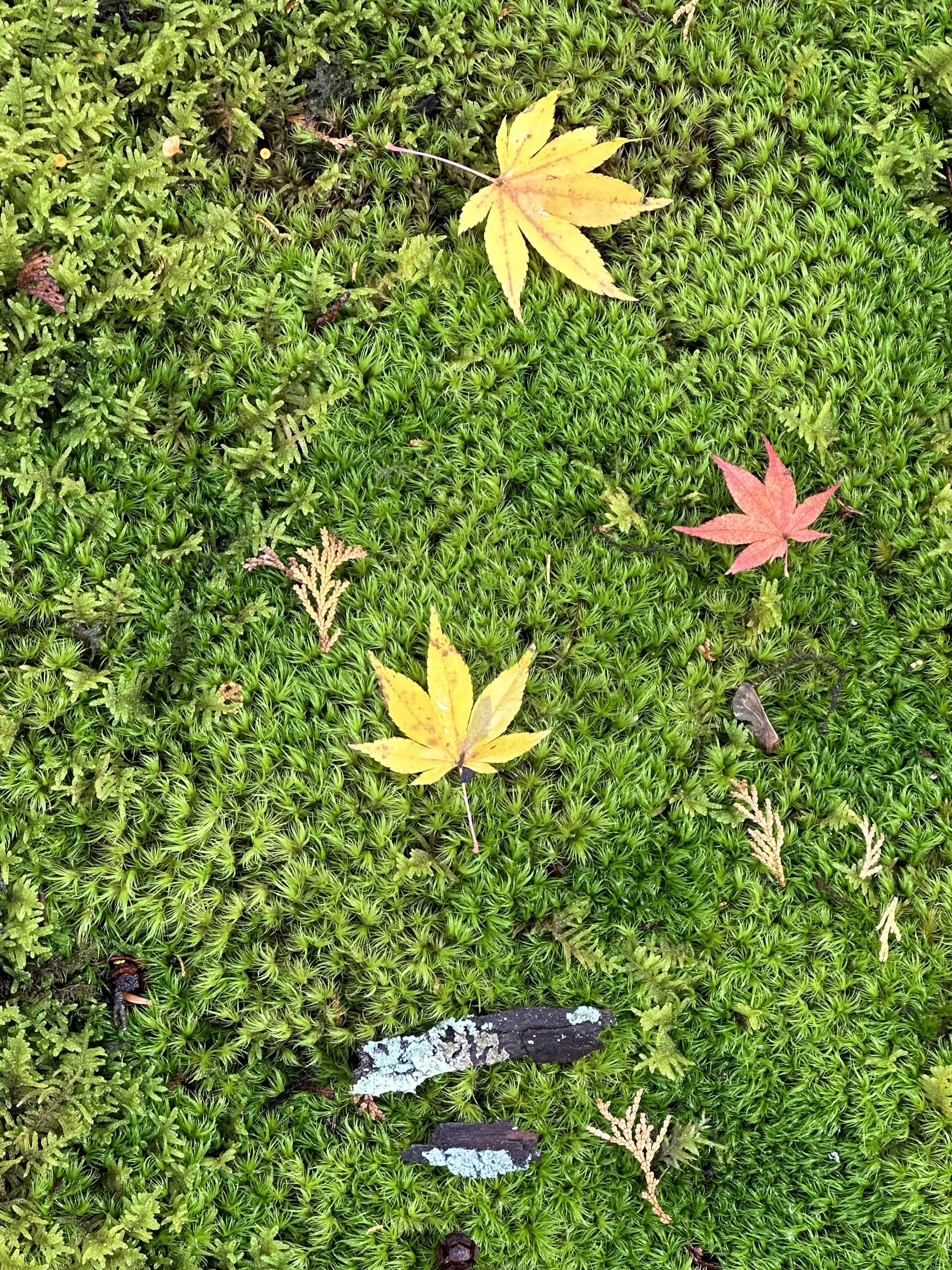 Geordie Vining - Temple Moss and Maple Leaves.jpg