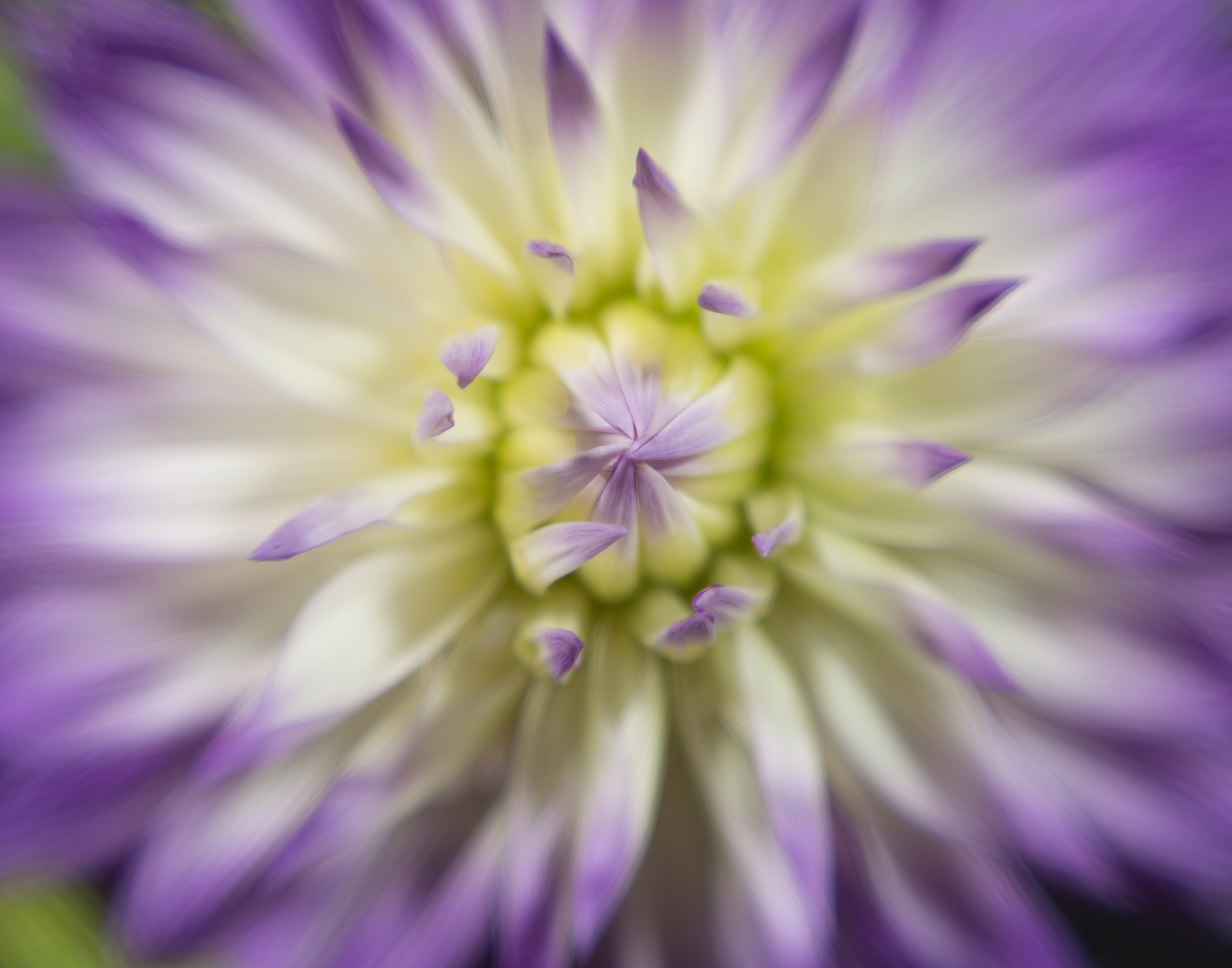 Sam Davis - Lilac Dahlia.jpg