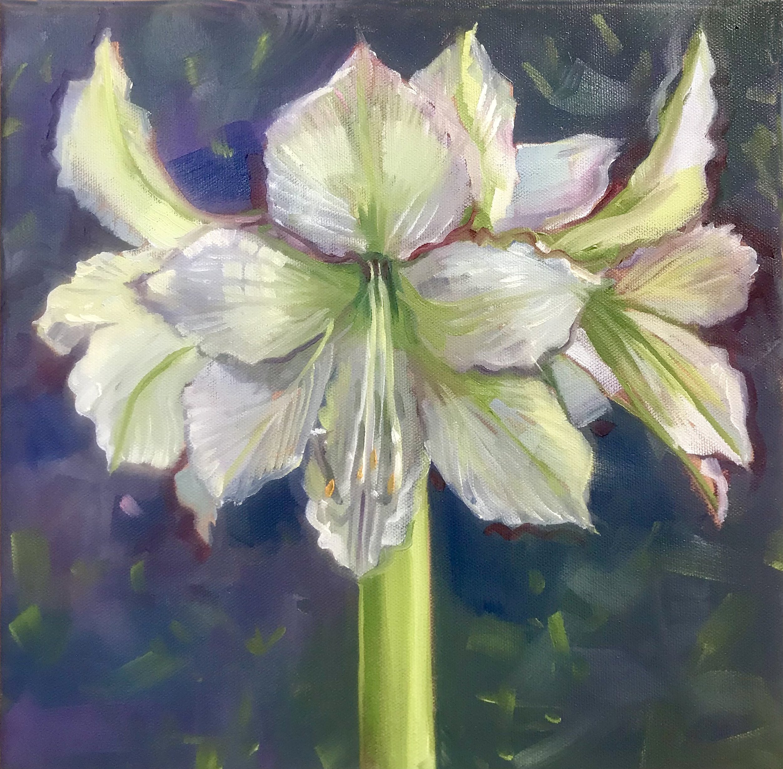 Susan Spelllman - White Amaryllis.jpg