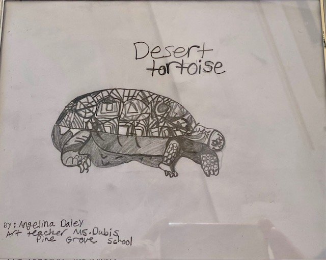 Angelina Daley - Desert Tortoise.jpeg