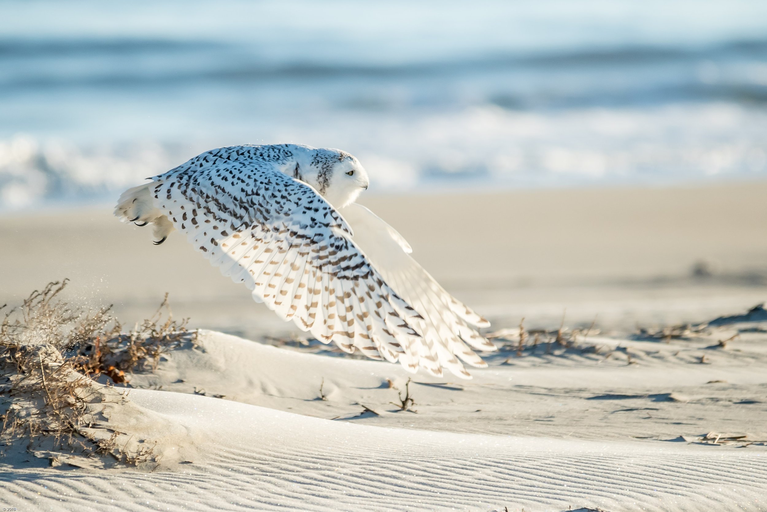 Paul Malenfant - Snowy Owl in Flight.jpg